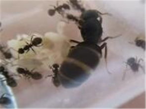 北京誠信蟲控防治服務(wù)公司 專業(yè)蟲害防治與電腦圖文設(shè)計制作