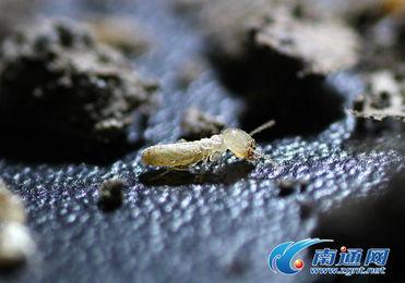 探秘南通市白蟻防治所 電腦圖文設(shè)計背后的科學(xué)傳播力量